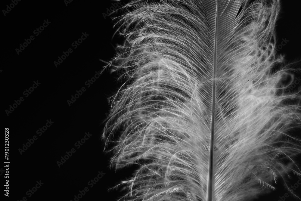 Obraz premium Delikatne białe pióro na czarnym tle