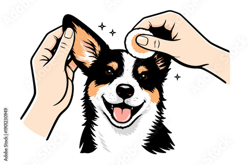 Corgi grooming: cleaning ears with cotton pads