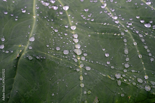 Foto Water drops on green taro leaf texture hydrophobic surface nature background