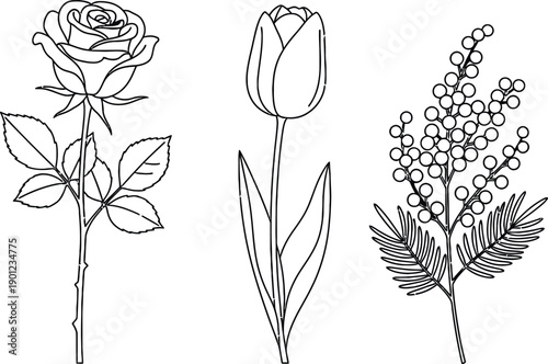 Black and white line drawing of a rose tulip and sprig of rosemary