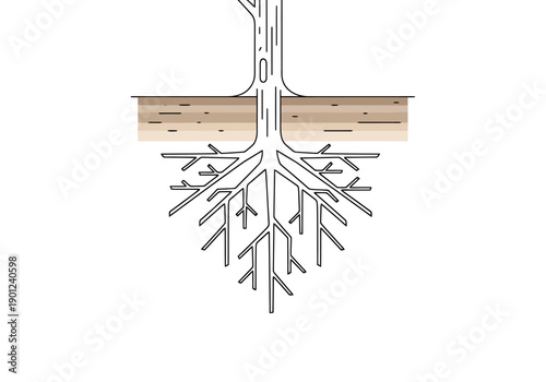 Cross section view of a tree showing its complex root system growing beneath the surface underground with soil layers depicted in a simple line art