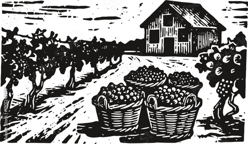 Grape harvest landscape with baskets of fruit and rustic barn in vineyard scene