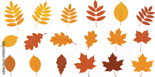 Autumn fall leaves set with maple oak rowan shapes seasonal foliage vector