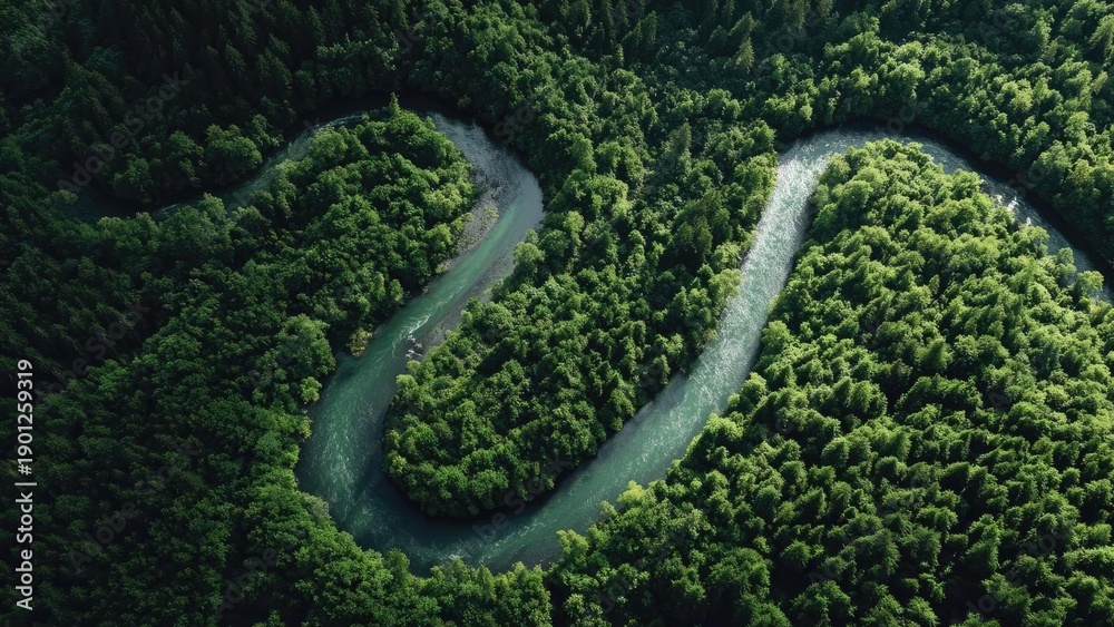 Obraz premium Aerial view of a winding river looping through a dense green forest. Concept Aerial Landscape, Meandering River, Dense Forest Canopy, River-Valley View, Nature Photography