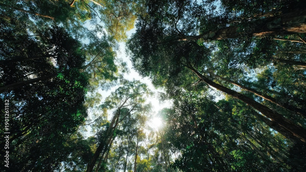 Fototapeta premium Sunlight filters through a dense forest canopy, seen from below, as tall trees reach toward the sky. Concept Sunlight through forest canopy, View from below, Towering trunks toward the sky