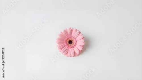 Top Down View Single delicate pink gerbera daisy flower on a clean white background.