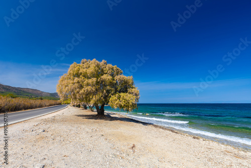 Foto Sunny coastal road and tamarisk tree (Tamarix L