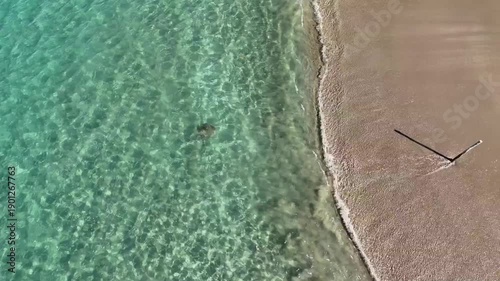 Stingray