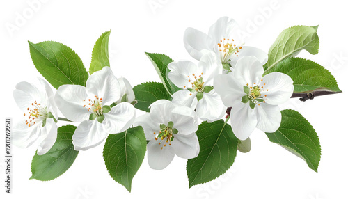 Close-up of blossoming white flowers with yellow centers and vibrant green leaves