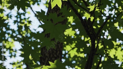 Wallpaper Mural Vibrant Canopy: Sunlight filters through lush green leaves, casting dappled shadows on a tree trunk, evoking a sense of serenity and the beauty of nature's design. Torontodigital.ca