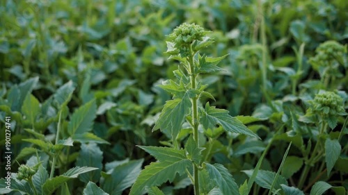 Wallpaper Mural Lush Green Plant in Nature's Embrace: a close-up shot of vibrant green plant, lush leaves and unique textures. captured nature's beauty and essence. Torontodigital.ca