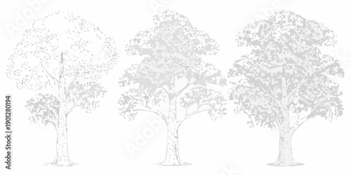 Three grayscale trees depicted in varying densities and shapes isolated on white