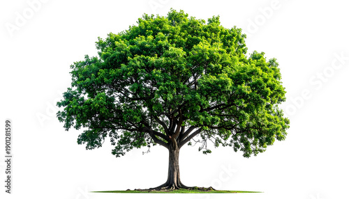 A lush, isolated tree with a full canopy of green leaves and a dark trunk