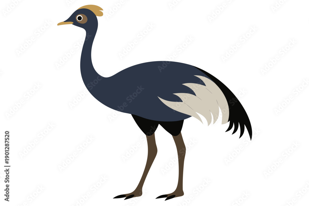 Obraz premium ostrich isolated on white