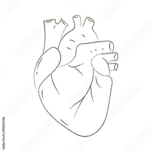 Minimalist Hand-Drawn Human Heart Anatomy Sketch Outline