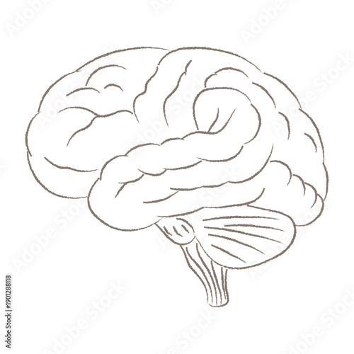 Human Brain Anatomy Hand Drawn Artistic Sketch Illustration