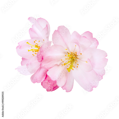 Two pale pink sakura flowers with yellow centers float on a transparent backg...