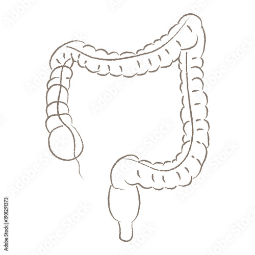 Detailed Hand Drawn Sketch of Human Large Intestine Anatomy Diagram