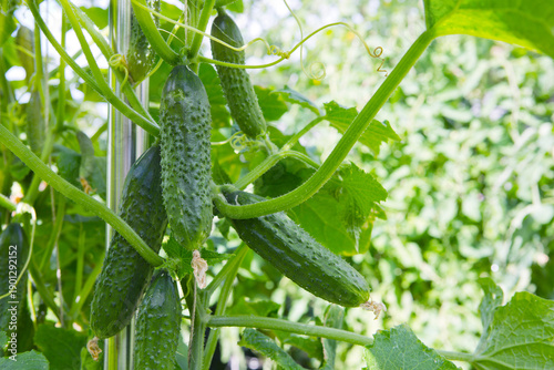 The bush cucumbers hang on the trellis in the garden .