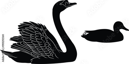 Elegant Black Swan Silhouette and Mallard Duck Vector Illustration Isolated on White Background for Wildlife Design and Nature Conservation Themes