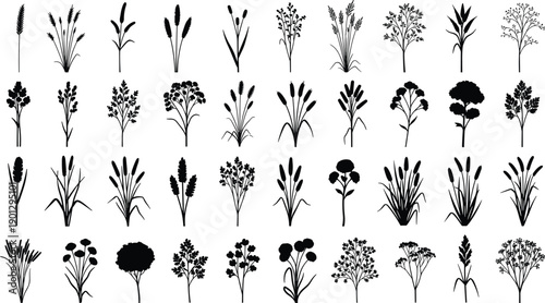 WebBlack wild grass silhouettes and meadow plant icons set with cattail wheat and floral herb elements for nature conservation landscape and botanical graphic design projects