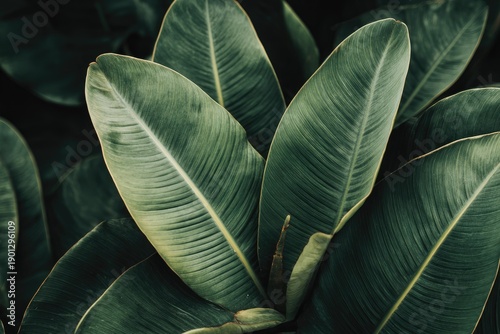 Close up of green leaves with visible veins natural light and texture