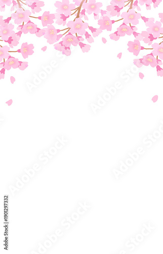 桜の花が咲く背景　フレーム　春