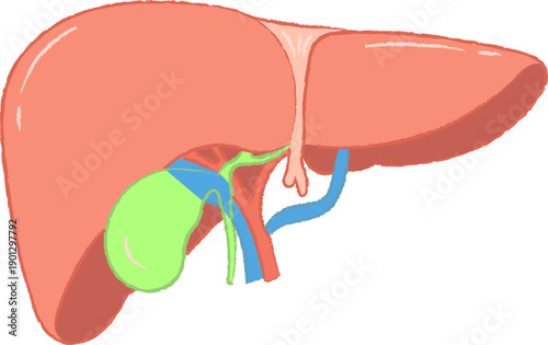 Simplified Human Liver and Gallbladder Anatomical Diagram
