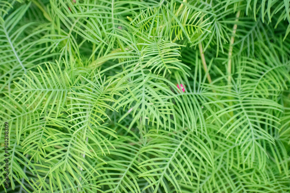 Fototapeta premium Ipomoea quamoclit hummingbird vine growing naturally in garden.
