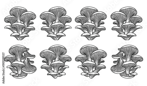 WebDetailed hand drawn oyster mushroom vector illustration set featuring organic fungus clusters isolated on white background for gourmet cooking food and botanical nature designs