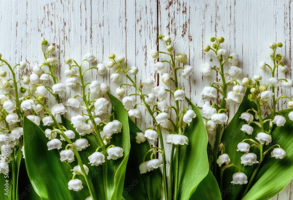 Obraz premium Close up of lily of the valley flowers with white wooden background