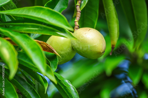 Fotografie Cerebra manghas commonly known as the sea mango, wawai, pink-eyed cerbera, tangena or bintaro is a small evergreen coastal tree