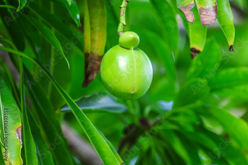 Photos Cerebra manghas commonly known as the sea mango, wawai, pink-eyed cerbera, tangena or bintaro is a small evergreen coastal tree