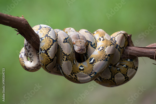 reticulated python coiled on a log