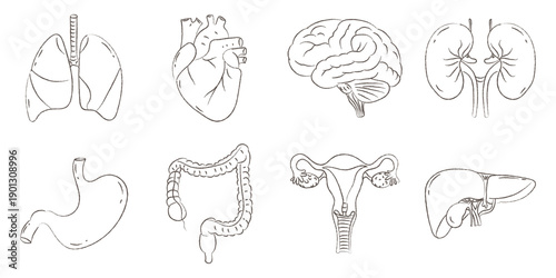 Anatomical Hand Drawn Sketch Collection of Essential Human Internal Organs
