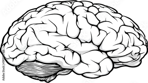 Human brain illustration in detailed side profile, depicting anatomy of intelligence, thought, and neuroscience concepts.