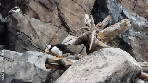 Tufted puffins, flying and swimming around in the Alaska SeaLife Center