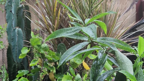 Rain falling on diverse garden plants during wet weather. Moist foliage scene showing rainfall across backyard greenery. Tropical garden soaked by natural rain shower. 