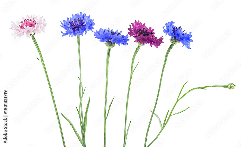 Fototapeta premium Colored cornflowers isolated on a white background. Beautiful bachelor button flowers, centaurea.