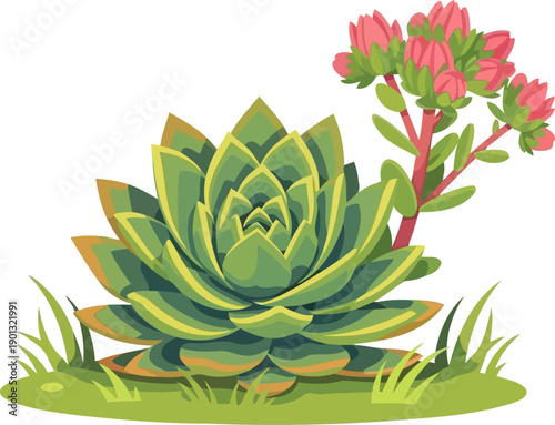 Green succulent plant with blooming pink flowers