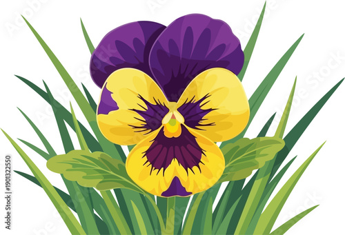 Yellow and purple pansy flower with dark markings in green foliage
