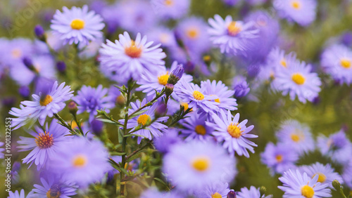 Canvas Print Purple aromatic aster flowers blooming in garden