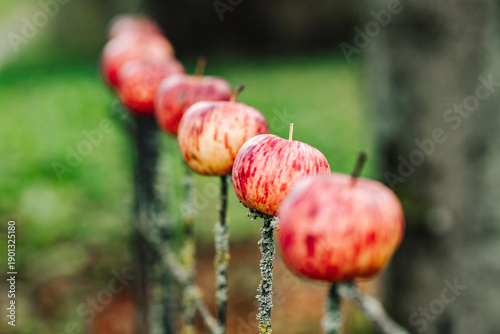 Fotografie Red apples impaled on a rusty metal fence in the countryside