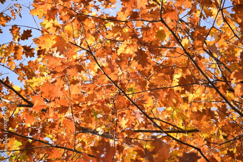 Wallpaper Mural Fall Leaves Torontodigital.ca