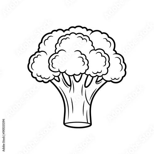 cauliflower vector illustration