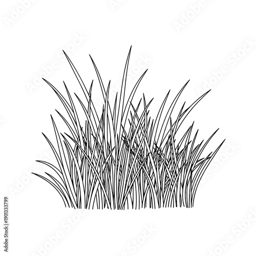 grass isolated on white background with green leaves and roots
