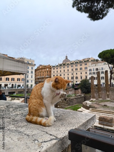 red cat in Rome, travel in Italy