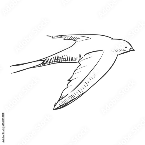 Hand drawn flying swallow