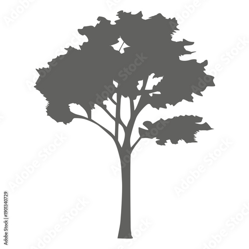 Maple tree silhouette 2
