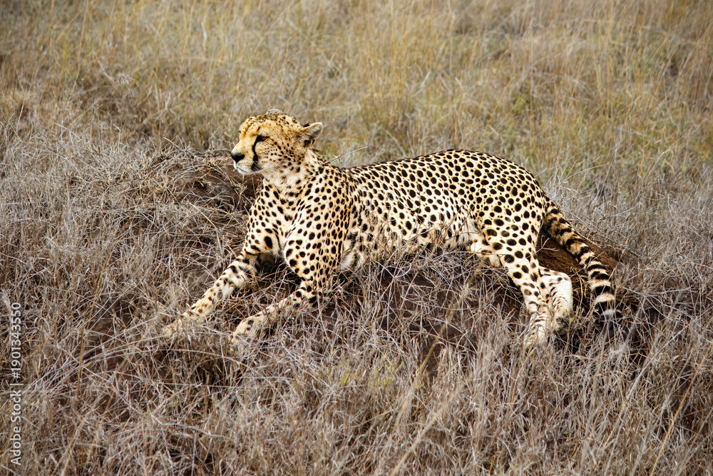 Naklejka premium A cheetah resting on a rock in The Serengeti, Tanzania